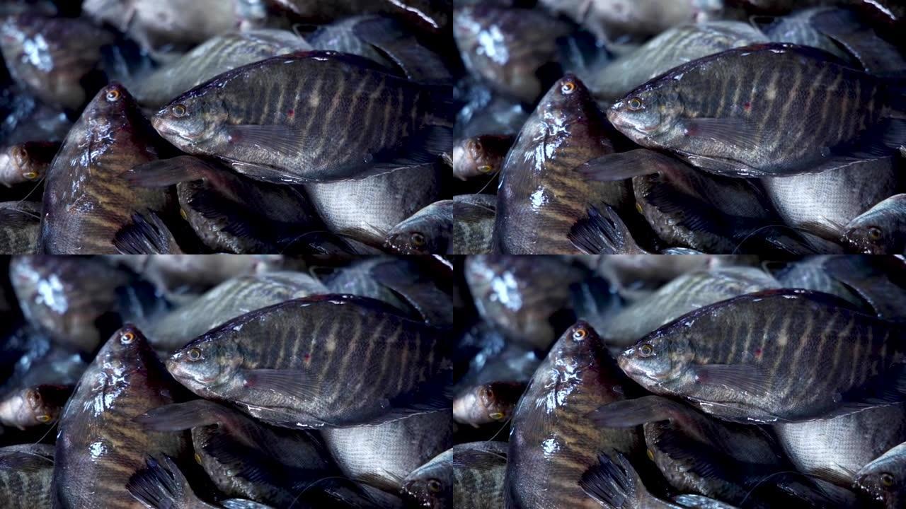 塑料篮子里的新鲜蛇皮古拉米鱼，新鲜蛇皮古拉米鱼