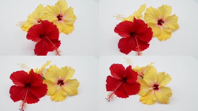 美丽的花朵红色和黄色芙蓉在白色背景上旋转。
