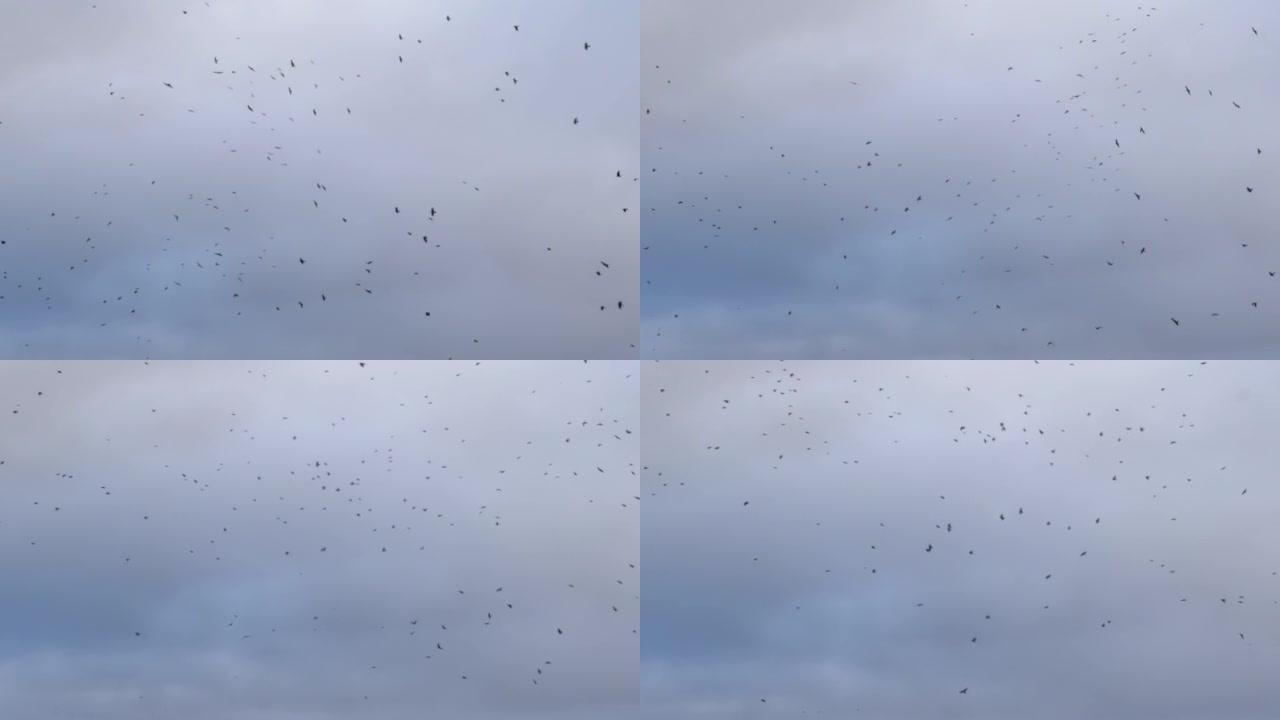 巨大的鸟群在天空和云的空中背景中飞行。天空中飞行的大量汹涌的鸟群，动态形成的八哥群。大风中鸟类的混乱