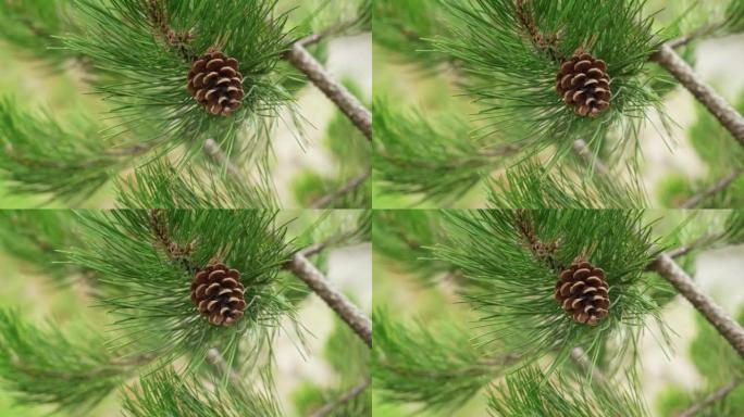 棕色的圆锥体挂在树的绿色针叶树枝上。一棵绿针针叶树的特写。