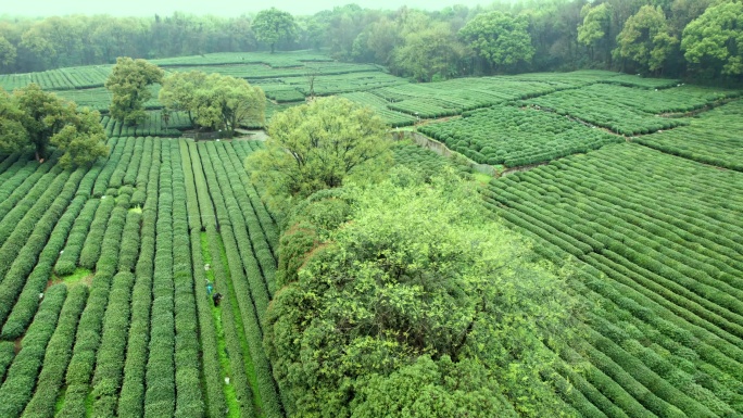 茶园 大树 茶山 杭州龙井茶园