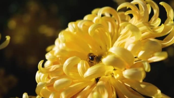 蜜蜂黄色花园。