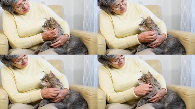 戴眼镜的高级女性的前视图，与灰猫独自坐在家里的椅子上。老年妇女抚摸，爱抚毛茸茸的宠物