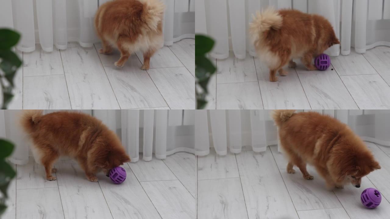 德国Spitz品种的红色蓬松狗会被藏在紫色球中。