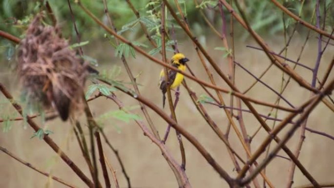 一只黄色的小麻雀栖息在无叶的树枝上，一只雌性飞到她的巢里喂她的幼崽。