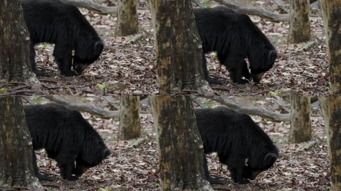 一只懒熊在印度中央森林中以慢动作放牧