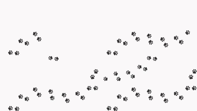 动物爪印。卡通漫画滑稽的爪子沿着小路。在运动轨迹上行走动物的脚印。白色背景上猫的爪子痕迹的动画。4K