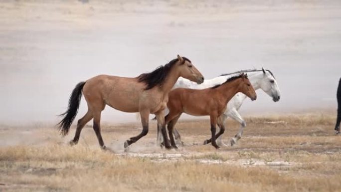 一小群野马在沙漠中奔跑时踢起泥土