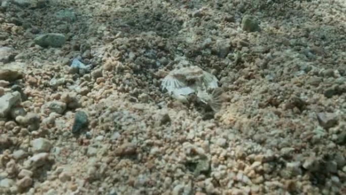 Seamoth在阳光照射下在浅水中的沙底移动。飞马鱼、小龙鱼或普通海鱼 (Eurypegasus d