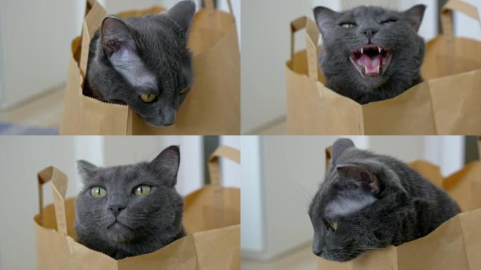 一只灰猫从超市爬进袋子里，喵喵叫，用尖牙和捕食者的红色舌头张开嘴。纸袋里的一只有趣的灰猫看着它，喵喵