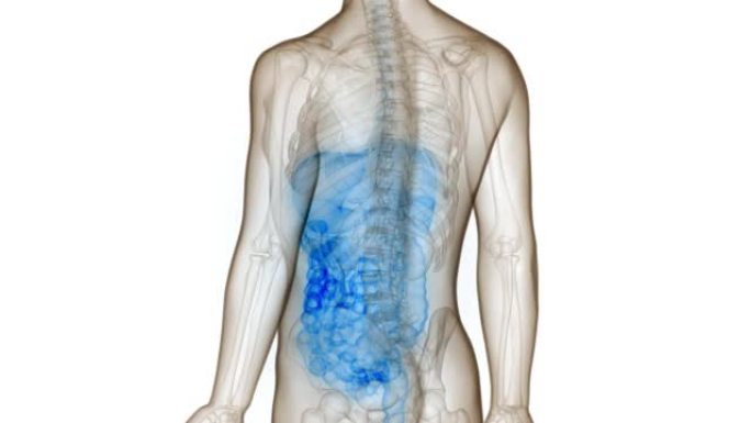 人体消化系统解剖动画概念