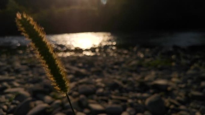 日落时在山河岸边的植物