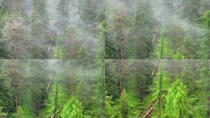 空中无人机拍摄了多洛米蒂与福雷斯，白云岩山脉，白云岩阿尔卑斯山或白云岩阿尔卑斯山的雾状松树树林，是位