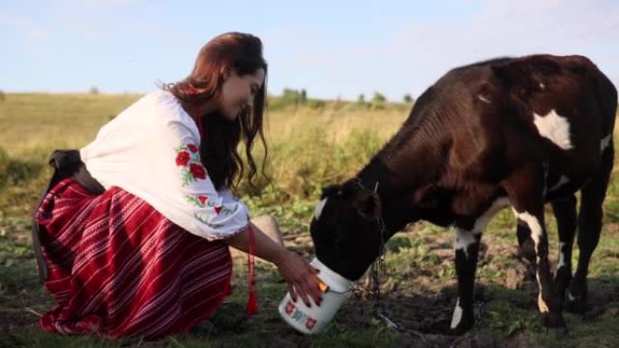 穿着传统民族服装的年轻乌克兰妇女从牧场上的水罐中浇水小牛。