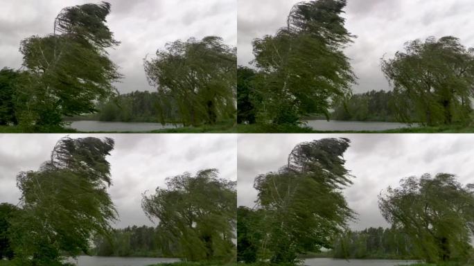 沙尘暴和极强的风使湖附近的桦树破碎。一天的飓风使树木弯曲，超级台风。树木被强风打碎了。非常糟糕的天气