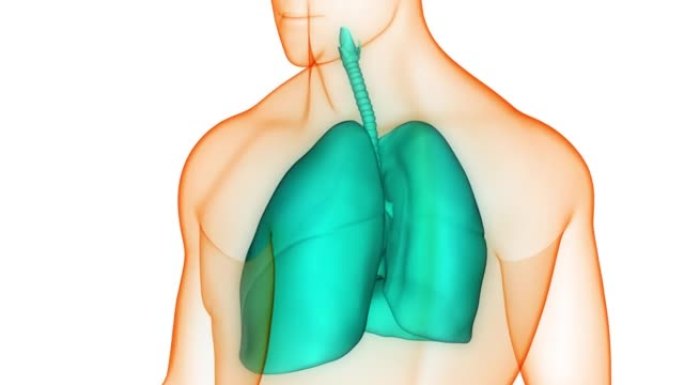 人体呼吸系统肺解剖动画概念