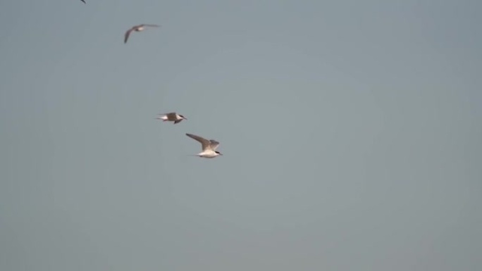 与其他燕鸥一起飞行的普通燕鸥 (Sterna hirundo)