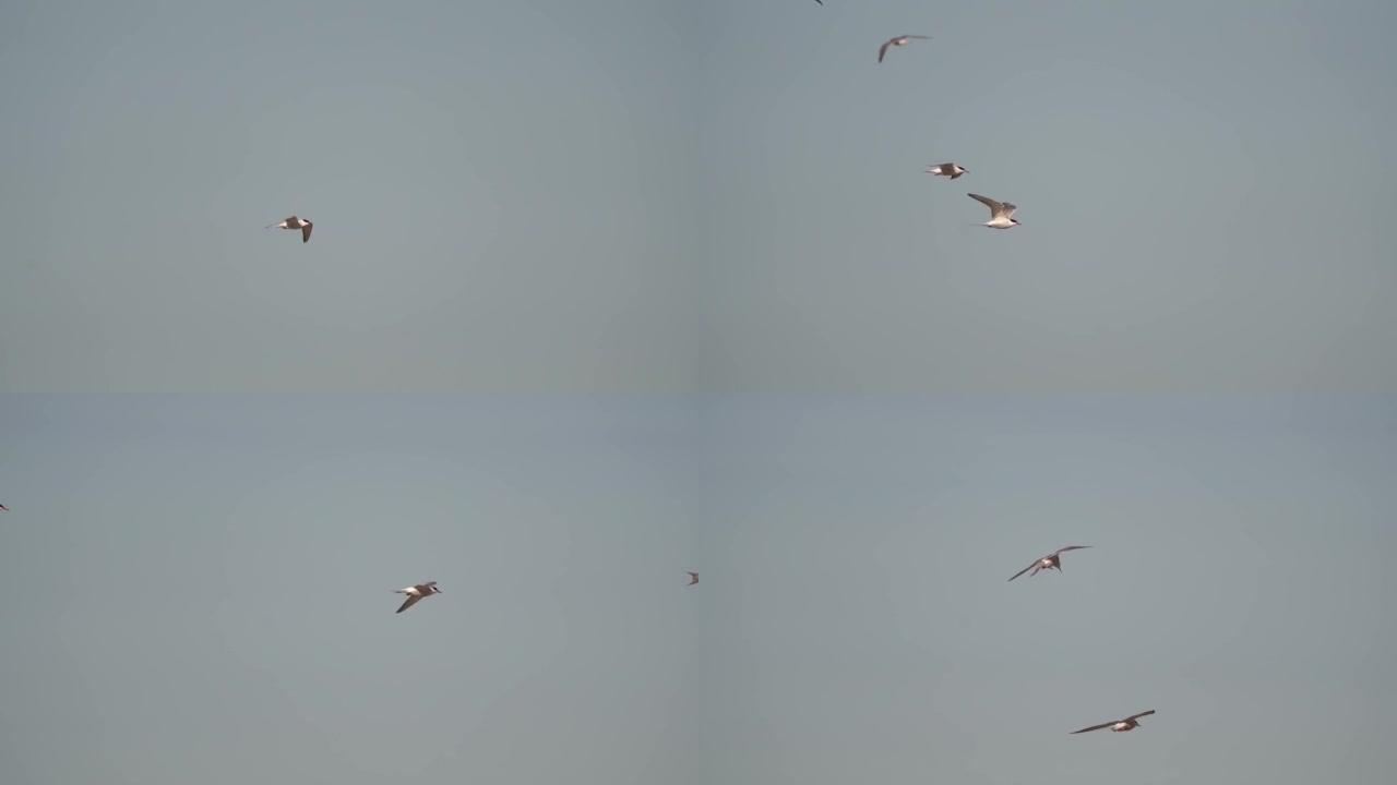 与其他燕鸥一起飞行的普通燕鸥 (Sterna hirundo)