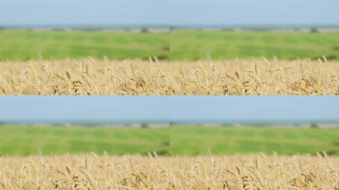 成熟的耳朵小麦。夏日蓝天上的金色麦田。明亮成熟的谷类耳朵。慢动作。
