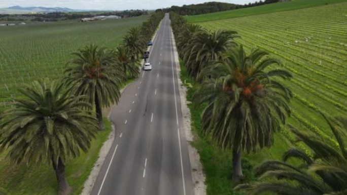 两侧有棕榈树的狭窄道路的航拍镜头