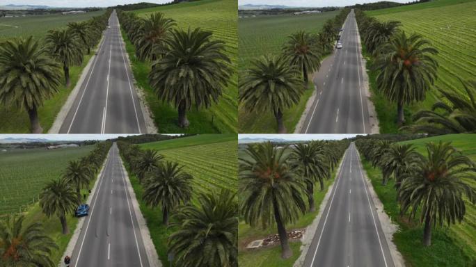 两侧有棕榈树的狭窄道路的航拍镜头