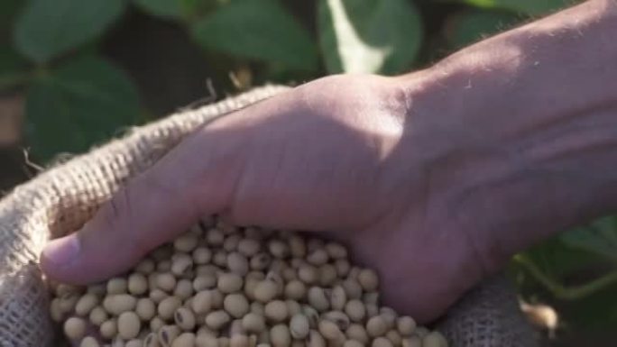 新鲜收获的大豆谷物，农民的近距离展示黄麻袋中的大豆，慢动作