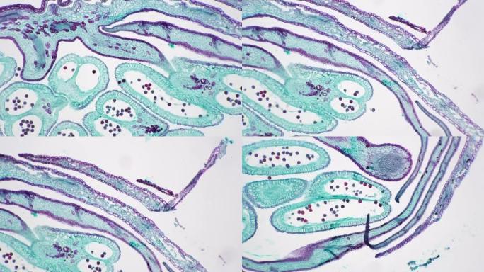 顶芽在显微镜下以100x的纵切面对着明场拍摄