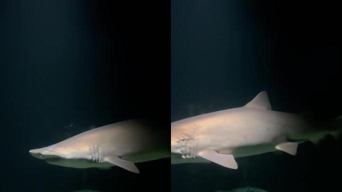 鲨鱼在水族馆游泳