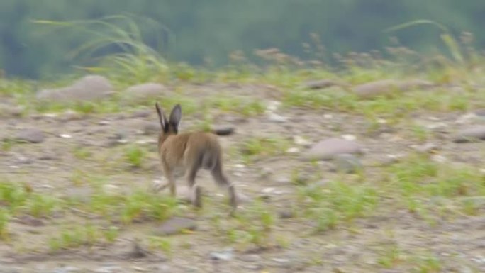 Ymountain野兔 (Lepus timidus)，国后岛