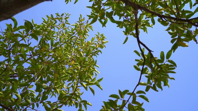 蓝天微风树叶摇摆自然风景升格25fps