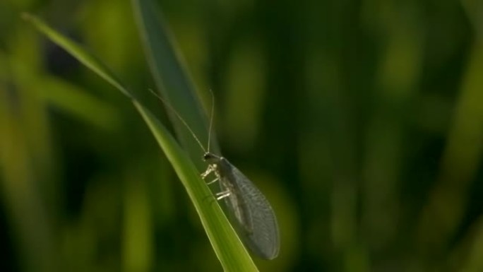 一种有透明翅膀的小蛾子。创意。一只绿色的小蝴蝶坐在茂密的绿色草地上，在上面移动。