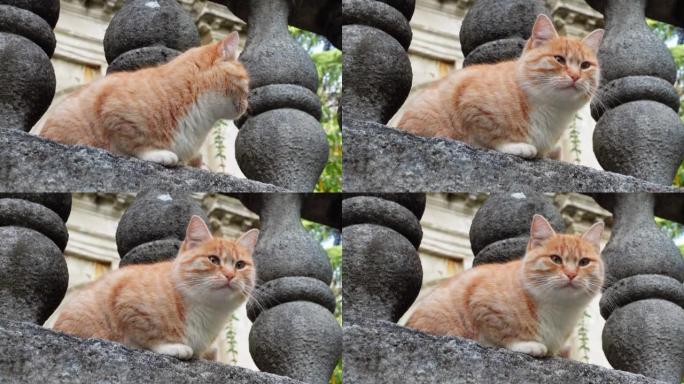 红色和白色毛皮的蓬松猫坐在石头围栏上