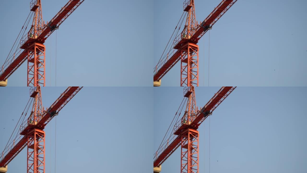 黎明时分，蓝天上的红鹤特写。4k水平视频