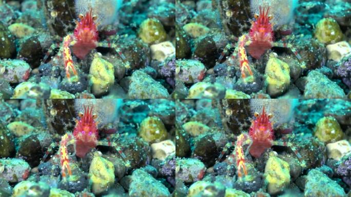 用一只爪子在水下拍摄红色大理石虾