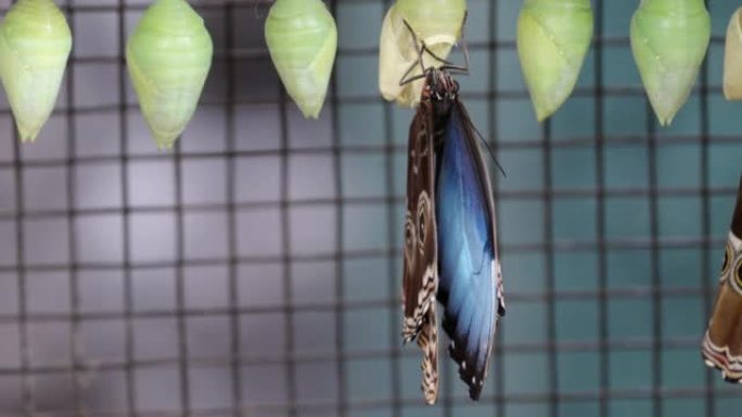 蓝大闪蝶出蛹后，翅膀会变干变硬