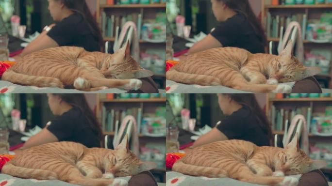 亚洲妇女在家里远程工作，虎斑猫睡在她的桌子上。社交距离的概念独自在家工作。