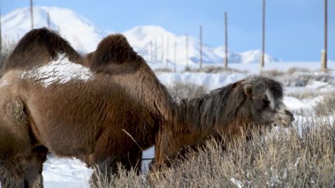 棕色毛茸茸的双峰驼在冬天吃骆驼蓬植物