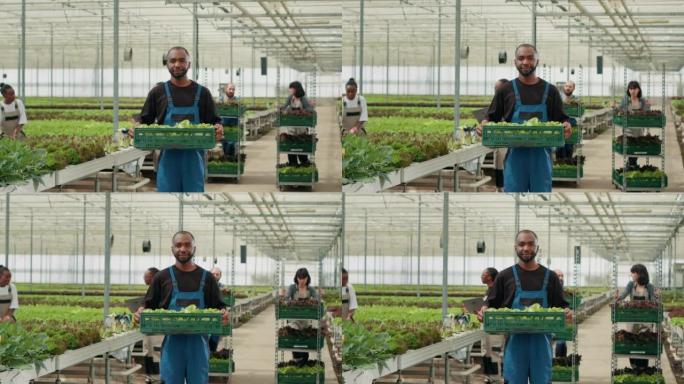 自信的非洲裔美国农场工人的肖像拿着生菜生产的板条箱