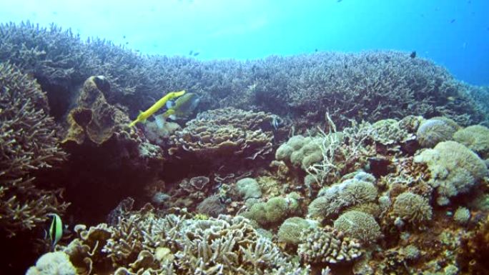 黄色的bow鱼，然后是黄色的小号鱼在健康的珊瑚礁上游泳