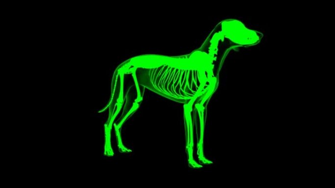 竖脊肌狗肌肉解剖医学概念3D动画绿色哑光