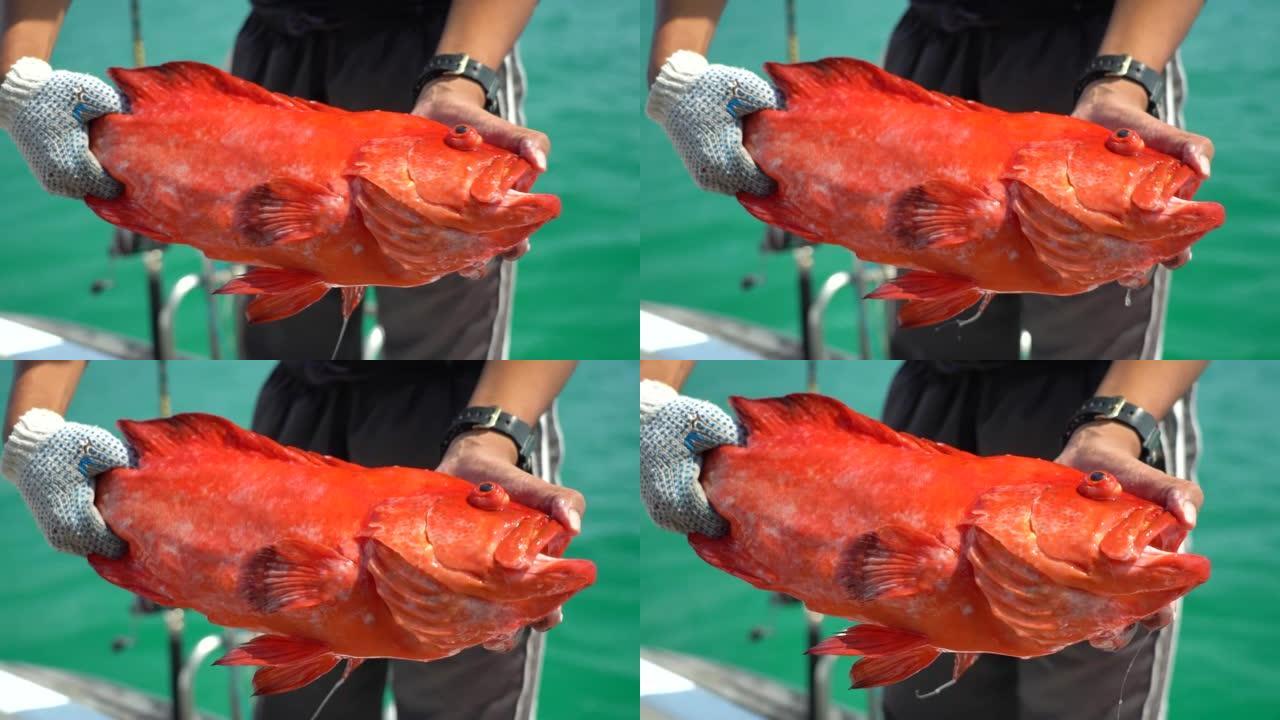 渔夫手里拿着红珊瑚石斑鱼。
