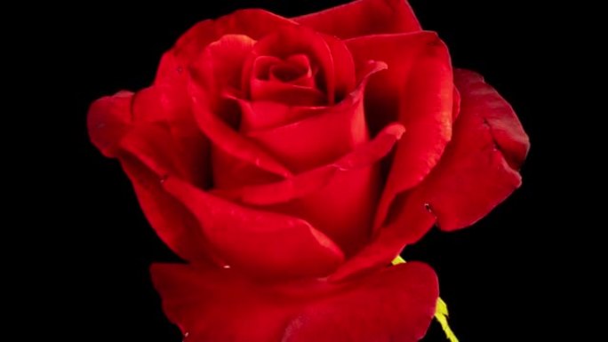 美丽的红玫瑰花朵背景。盛开的玫瑰花开放，延时，特写。婚礼背景，情人节，节日，爱情，生日设计概念。顶视