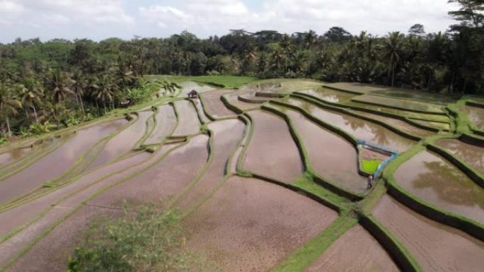 被淹的田地，可以看到小新种植的水稻幼苗，空中射击