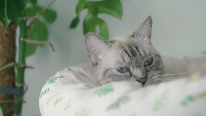 可爱的猫躺在猫床上的4k视频片段。