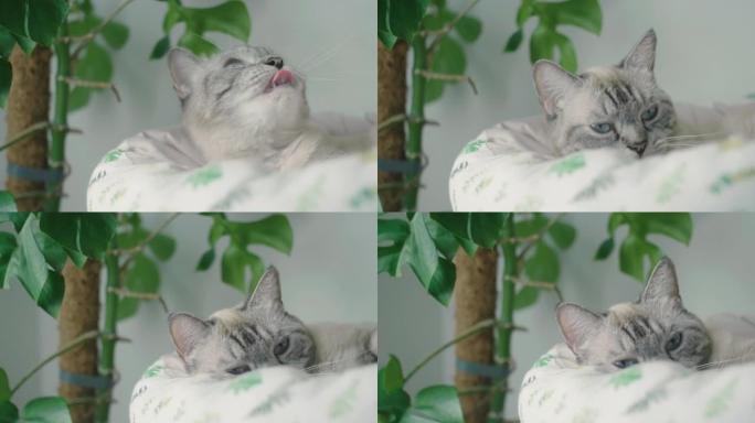 可爱的猫躺在猫床上的4k视频片段。