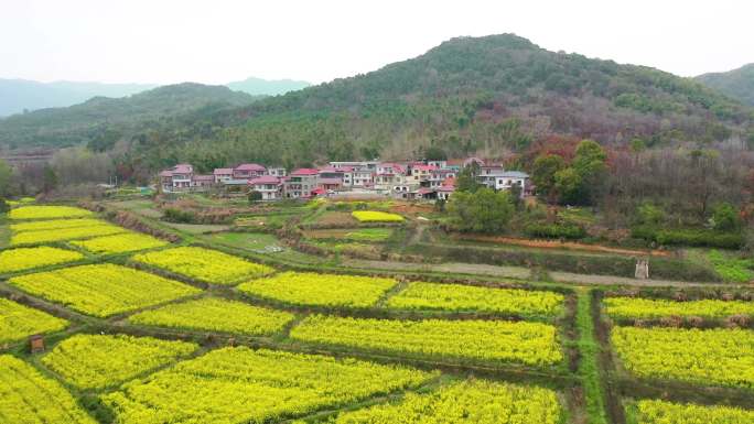 乡村油菜花