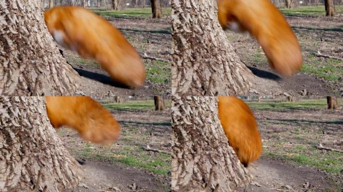 红狐狸坐在一棵树后面，从树下只有尾巴伸出来，积极地向各个方向挥手，靠近。在森林或国家保护区狩猎的野生