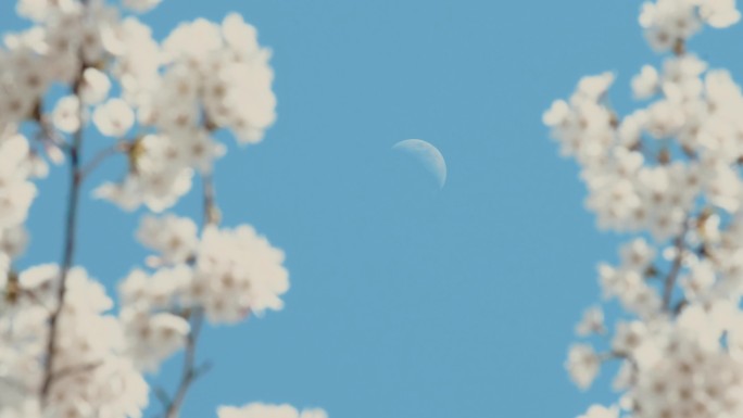 樱花月亮