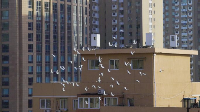 【4K】北京CBD 城市天空飞翔的鸽子