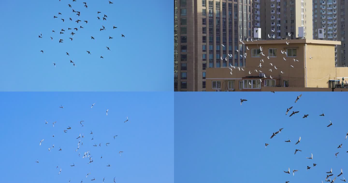 【4K】北京CBD 城市天空飞翔的鸽子